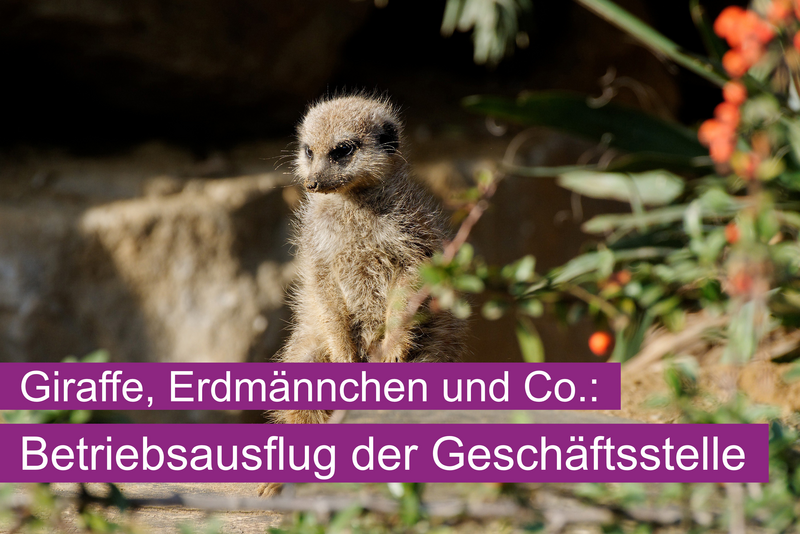 Das Foto zeigt ein Erdmännchen und die Schrift: Giraffe, Erdmännchen & Co.: Betriebsausflug der Geschäftsstelle