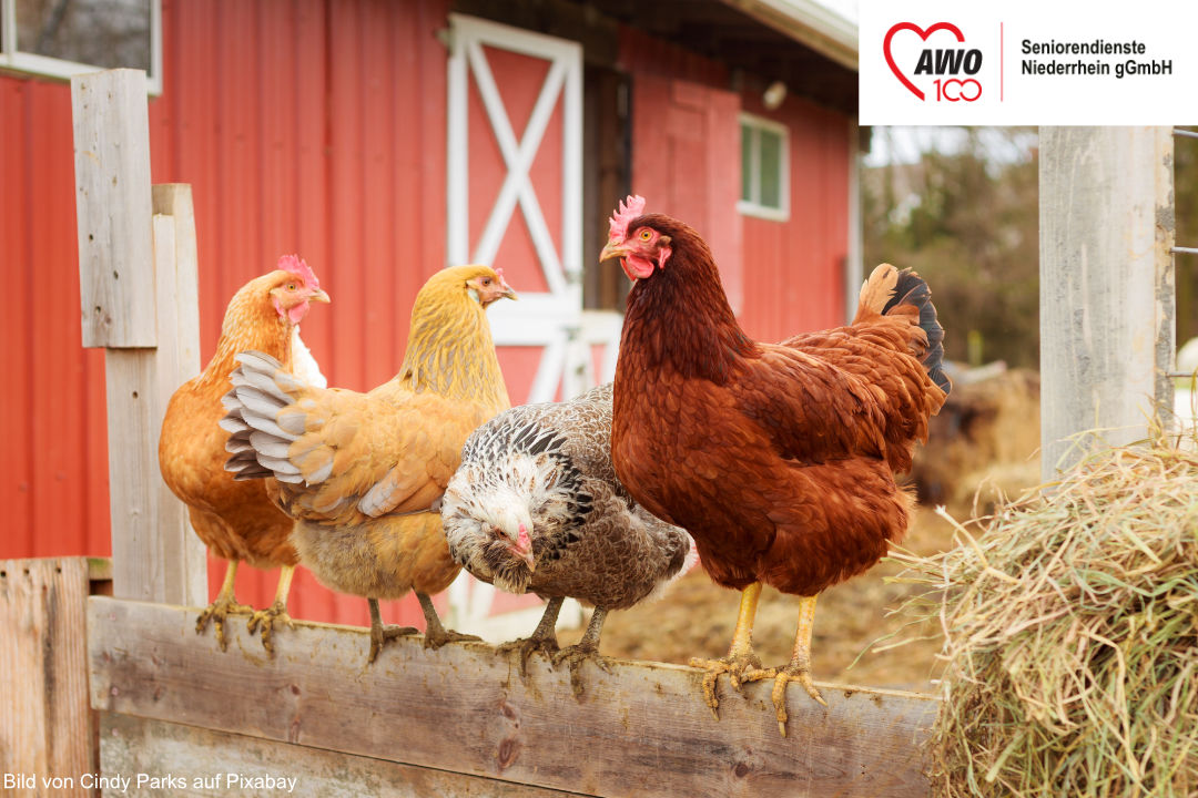 Vier Hühner sitzen auf einem Zaun. Im Hintergrund ist der Hühnerstall zu sehen, vor dem Stroh liegt.