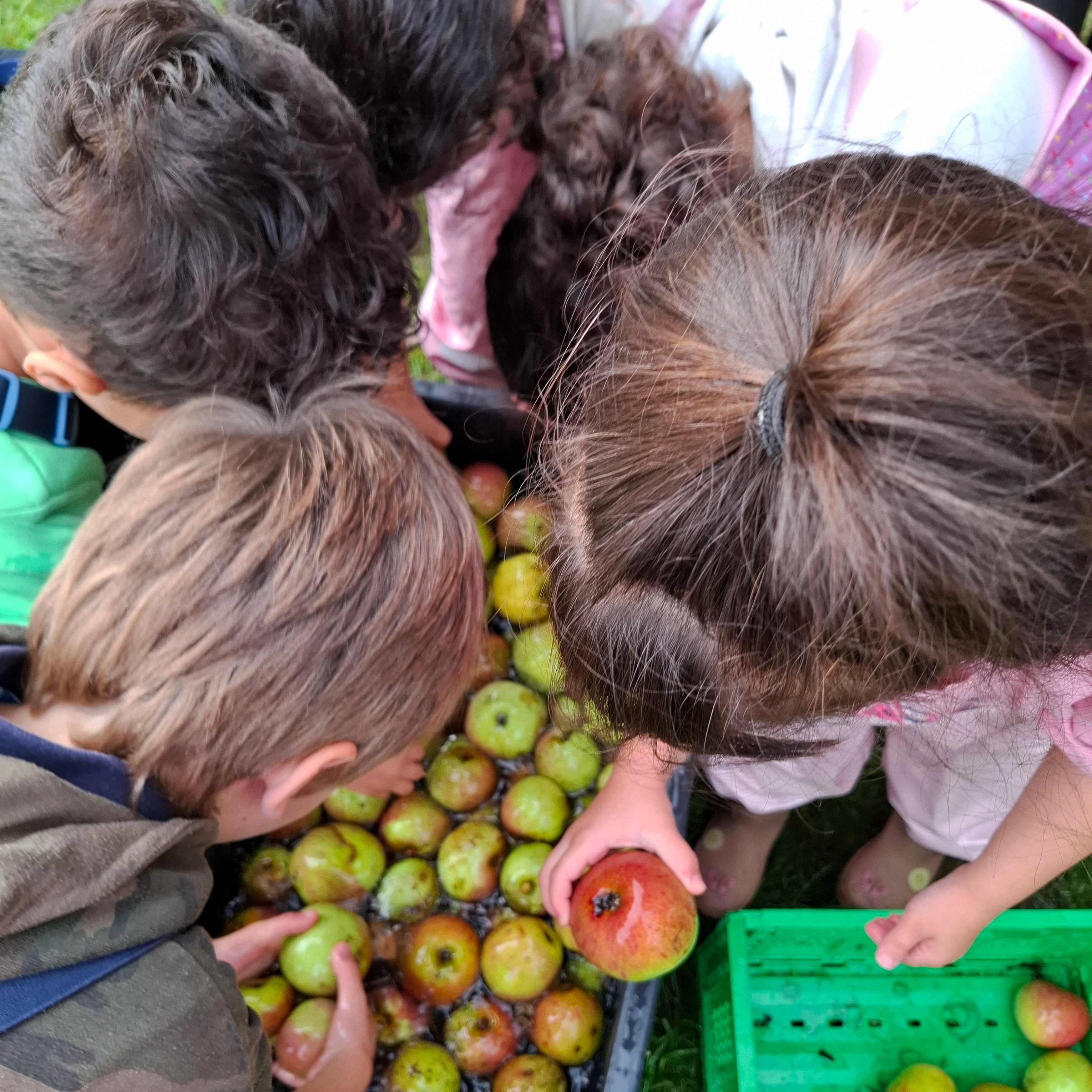 Das Foto zeigt eine Gruppe von Kindern, die sich um eine Kiste mit Äpfeln versammelt haben. Die Kinder scheinen die Äpfel zu betrachten oder auszuwählen. Neben der Kiste mit Äpfeln befindet sich eine grüne Plastikkiste, die ebenfalls einige Äpfel enthält. Die Szene spielt sich im Freien ab, auf einer Wiese. 